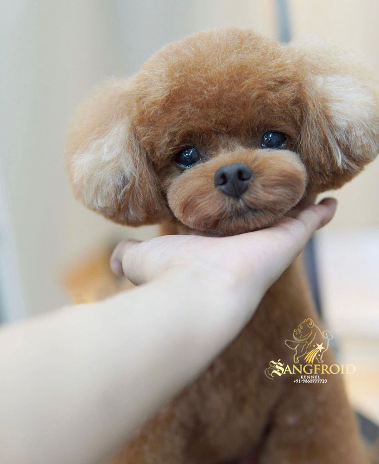 Image of Toy Poodle posted on 2022-08-22 04:07:05 from Mumbai